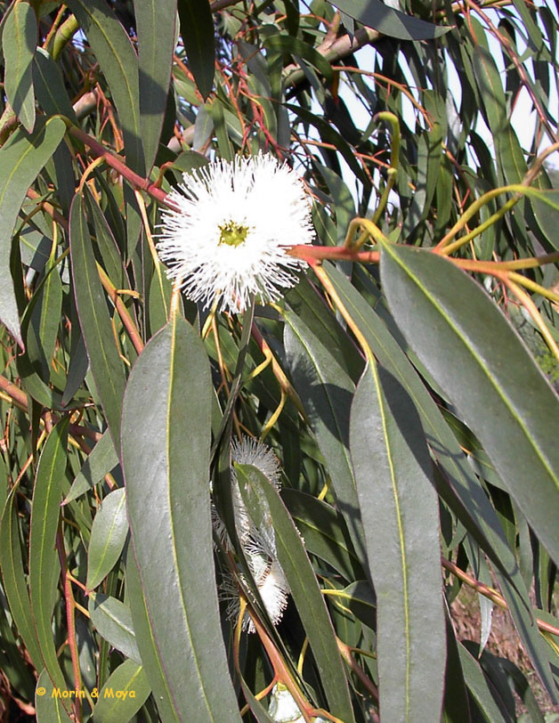 صورة الكافور