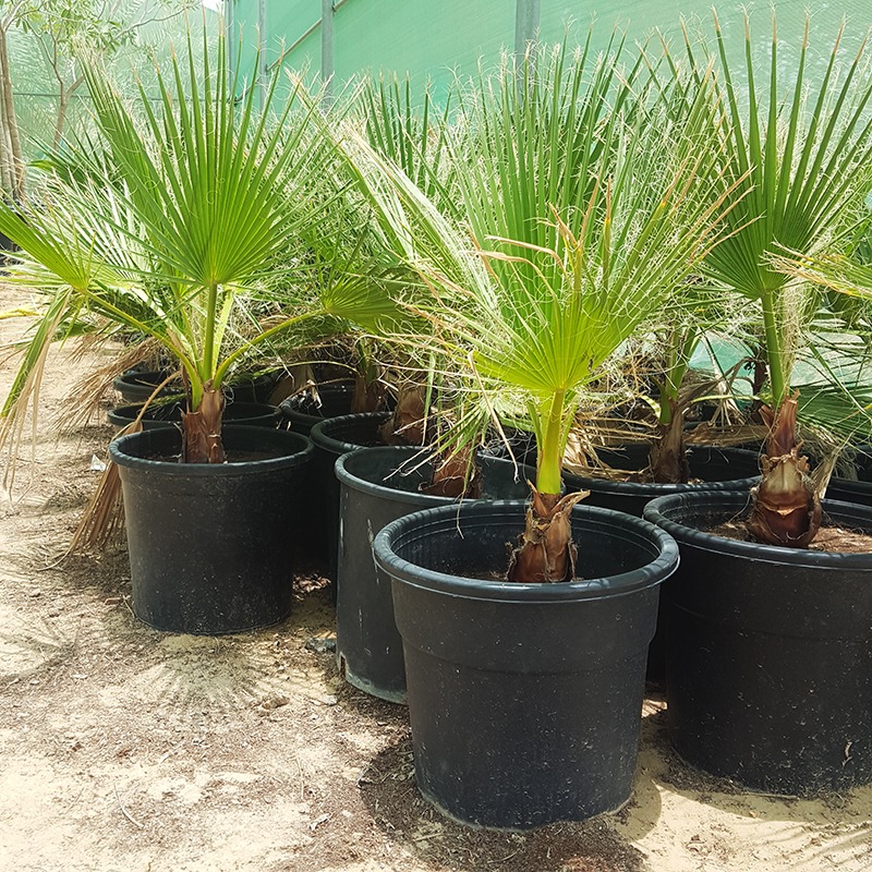 صورة واشنطونيا