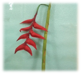 صورة ورد ذيل السمكة الاحمر