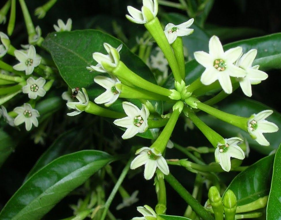 صورة ملكه الليل