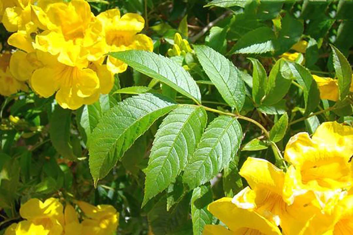 صورة التيكوما