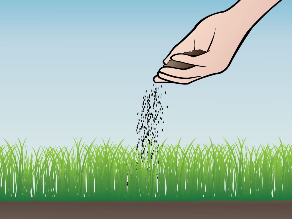 صورة بذور ثيل انتاج امريكي