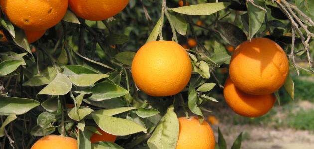 صورة برتقال اصفر 