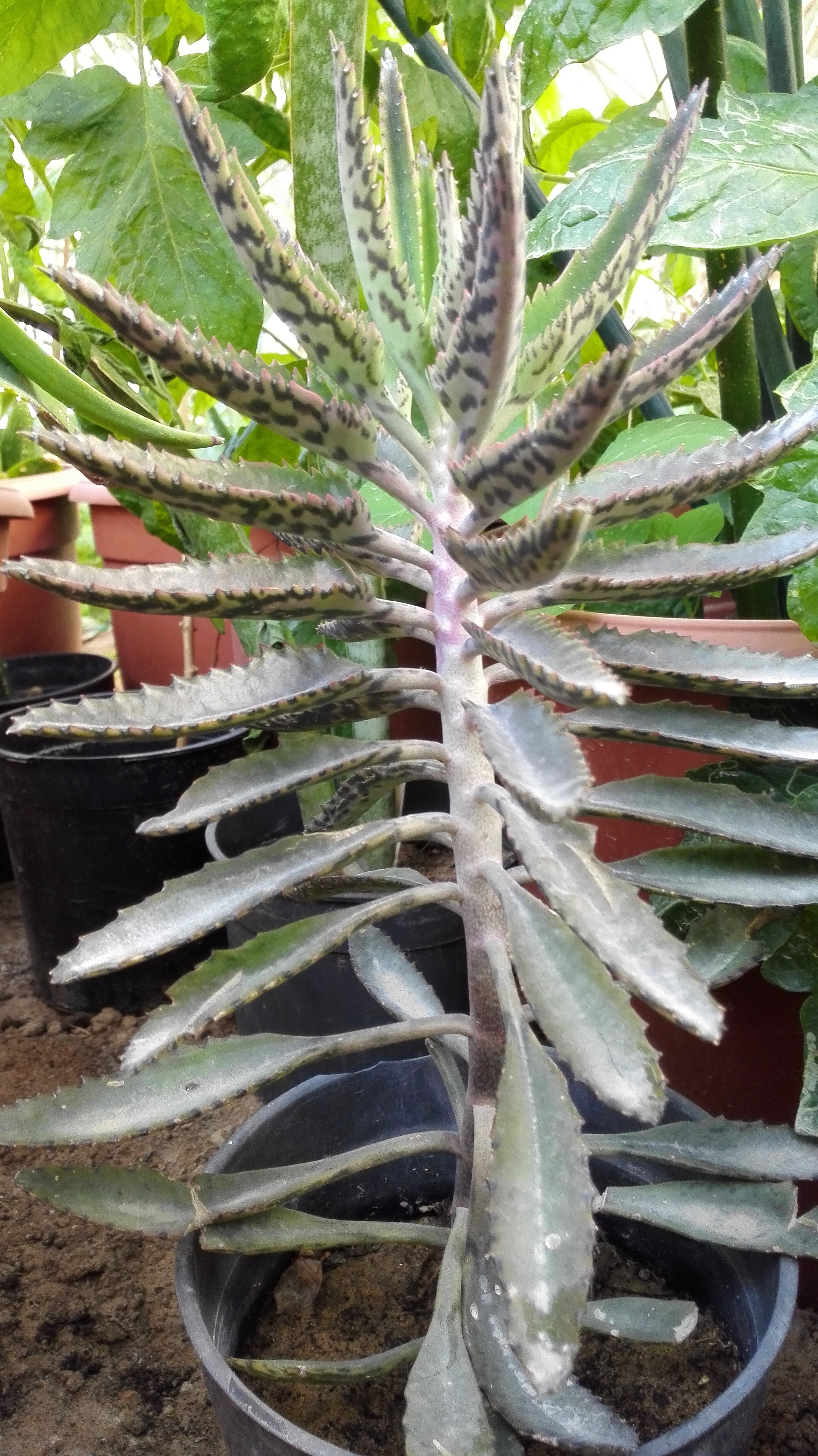 صورة كلانشو