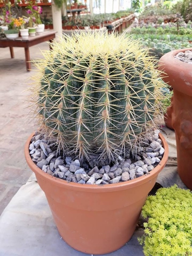 صورة عمه القاضي