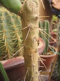 صورة صبار ثلاثي الاشواك