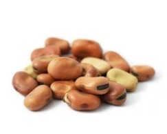 صورة بذور فول مصرى