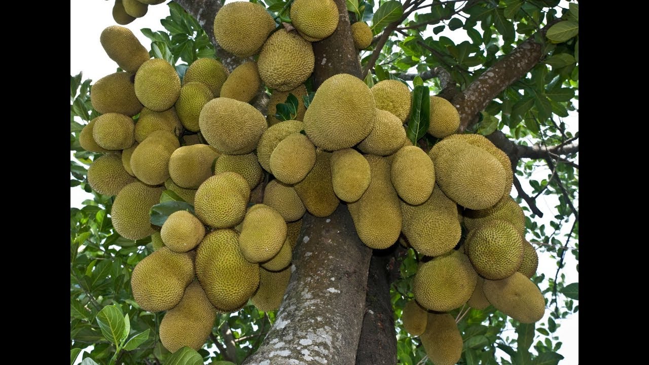 صورة الجاك فروت