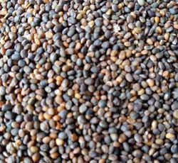 صورة بذور جرجير مصرى 