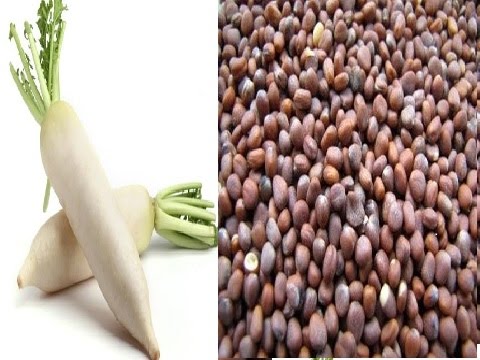 صورة بذور الفجل الابيض الايرانى