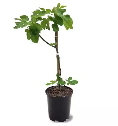 صورة شتلة تين اسباني ممتازه