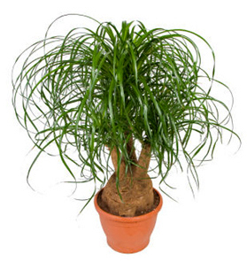 صورة رجل الفيل