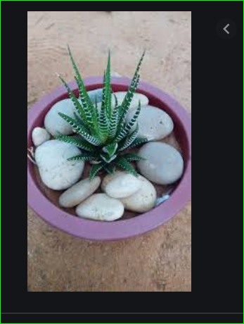 صورة صبار قزمي زيبرا