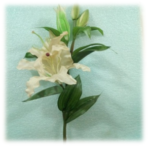 صورة ورد الذرة البيضاء 