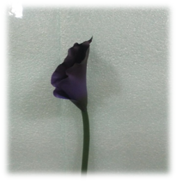 صورة ورد الكالا البنفسجى الكبير 