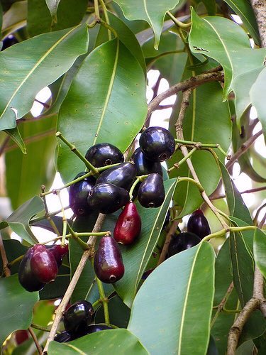 صورة الزام زام