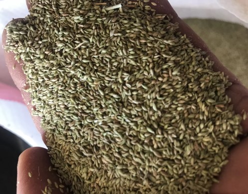 صورة بلوبانيك سعودى ممتاز