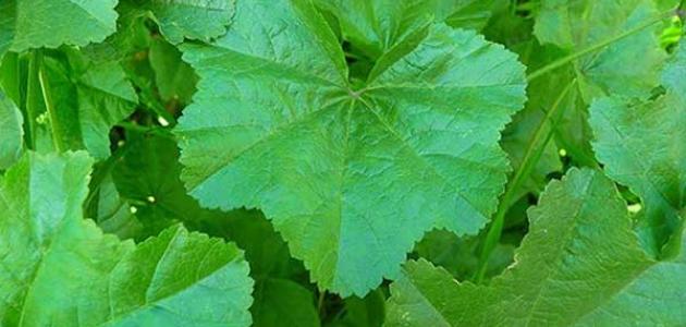 صورة الخبازيه